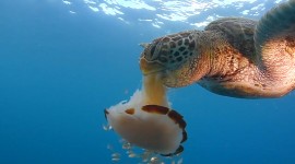A Turtle Eats Photo Free