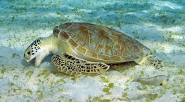 A Turtle Eats Wallpaper
