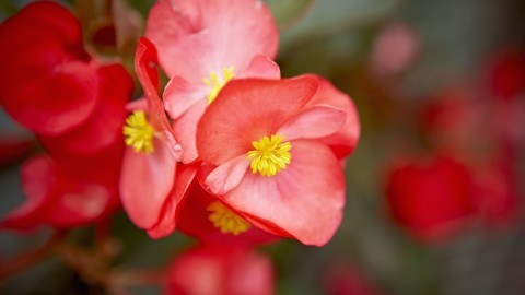 Begonia wallpapers high quality