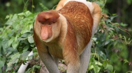 Big Nosed Monkey Photo Download