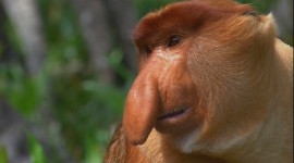 Big Nosed Monkey Wallpaper 1080p