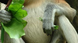 Big Nosed Monkey Wallpaper For Android