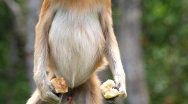 Big Nosed Monkey Wallpaper For IPhone#1