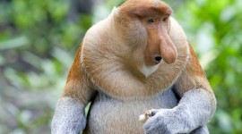 Big Nosed Monkey Wallpaper For PC