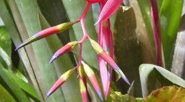 Billbergia Wallpaper For Android