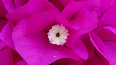 Bougainvillaea wallpapers high quality