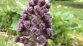 Butterbur Wallpaper For Android