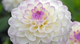 Dahlias Wallpaper For Android