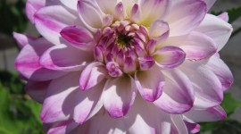 Dahlias Wallpaper For IPhone Free