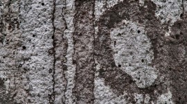 Dry Trees Wallpaper 1080p