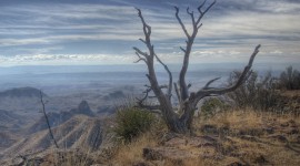 Dry Trees Wallpaper Download