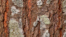 Dry Trees Wallpaper For IPhone Free