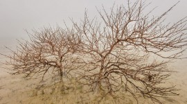 Dry Trees Wallpaper Full HD