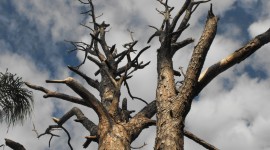 Dry Trees Wallpaper Gallery