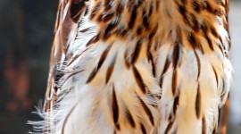 Eagle-Owl Wallpaper For IPhone 6 Download