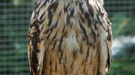 Eagle-Owl Wallpaper For IPhone 7