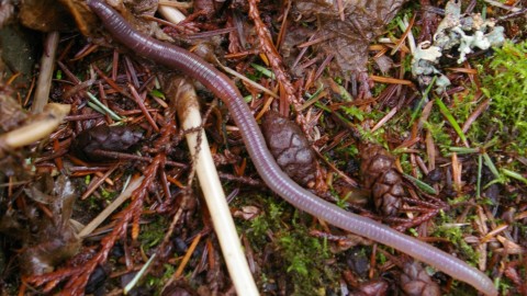 Earthworm wallpapers high quality