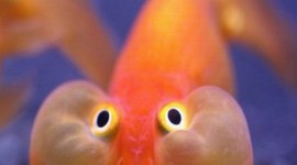 Funny Fish Wallpaper For Android