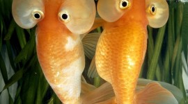 Funny Fish Wallpaper For PC