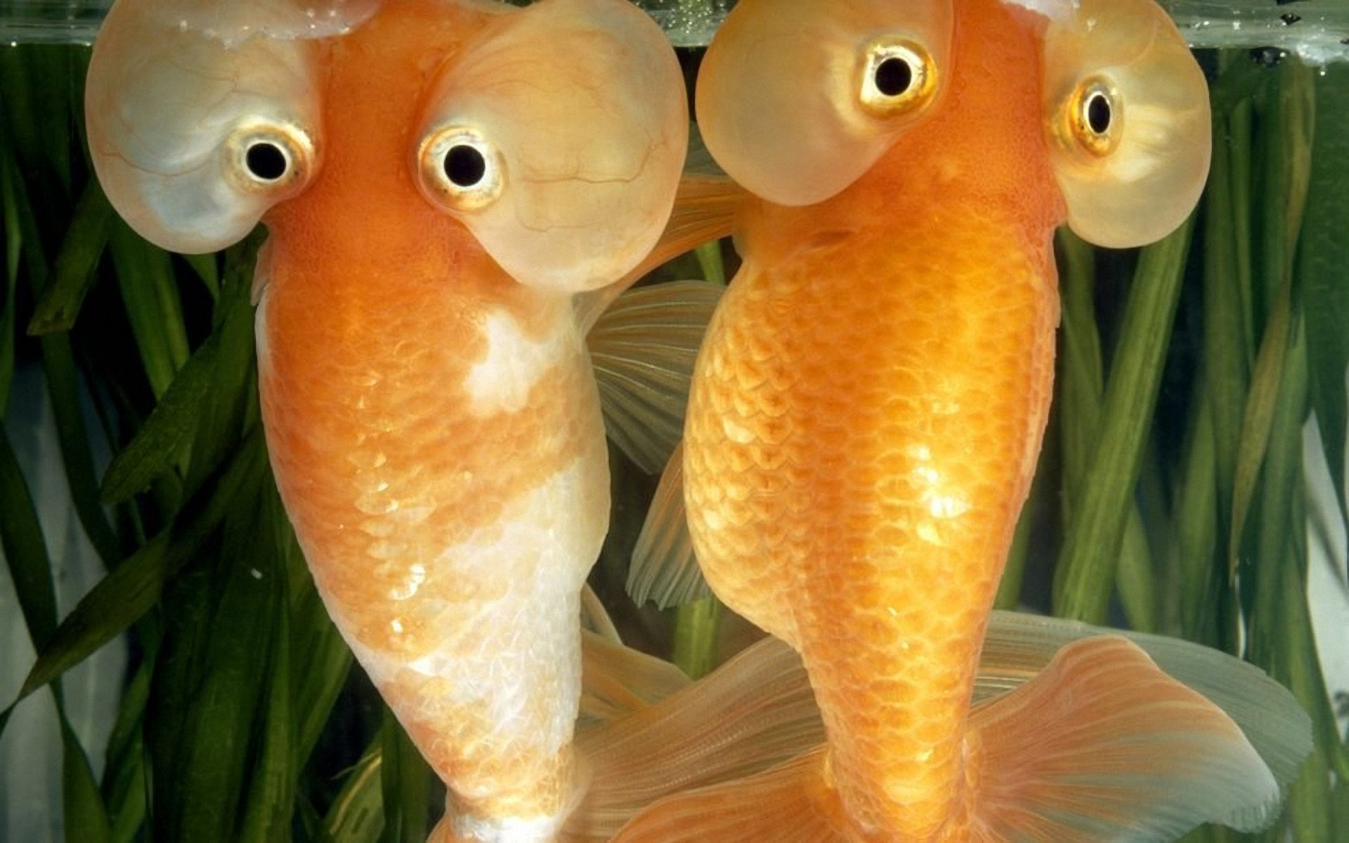 funny fish wallpapers 1280x1024 299825 on funny fish wallpapers