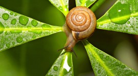 Funny Snails Photo Download