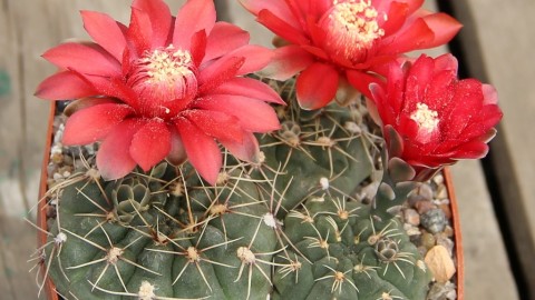 Gymnocalycium wallpapers high quality