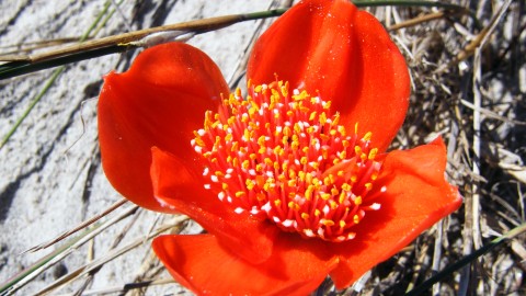 Haemanthus wallpapers high quality