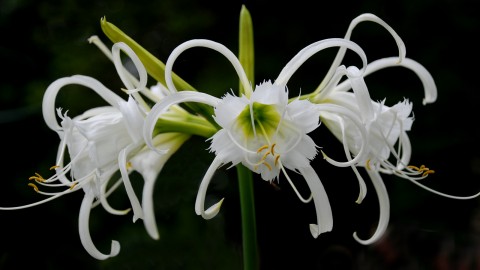 Hymenocallis wallpapers high quality