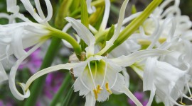Hymenocallis Wallpaper For Android