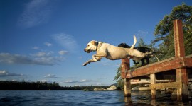 Jumping Into The Water High Quality Wallpaper