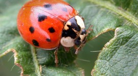 Ladybug Desktop Wallpaper For PC