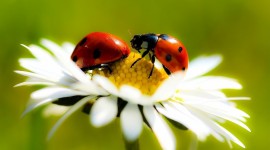 Ladybug Desktop Wallpaper HD
