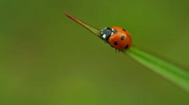 Ladybug Wallpaper 1080p