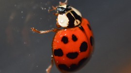 Ladybug Wallpaper Background