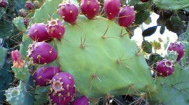 Prickly Pear Photo