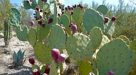 Prickly Pear Photo Free