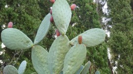 Prickly Pear Photo Free#1