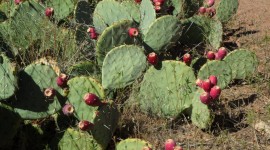 Prickly Pear Photo#3