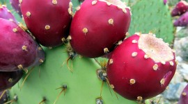 Prickly Pear Wallpaper For PC
