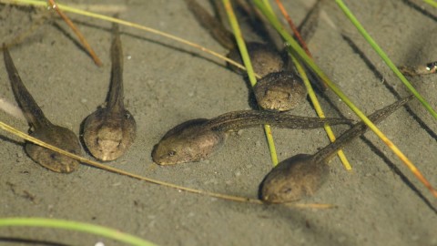 Tadpoles wallpapers high quality