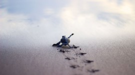 Turtles At Sunset Beach Best Wallpaper