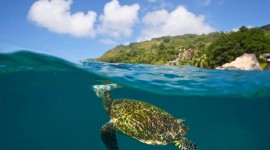 Turtles At Sunset Beach Desktop Wallpaper