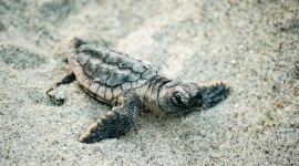 Turtles At Sunset Beach Wallpaper Gallery