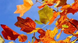 4K Colorful Leaves Desktop Wallpaper HD
