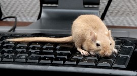 4K Mice Desktop Wallpaper For PC