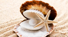 4K Shell With Pearl Wallpaper Gallery