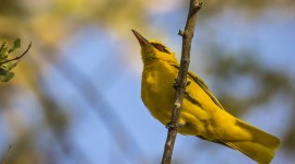 African Golden Oriole High Quality Wallpaper