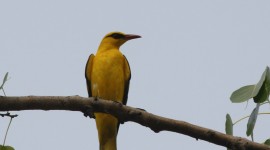 African Golden Oriole Wallpaper Download Free