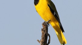 African Golden Oriole Wallpaper For IPhone