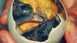 Balut Food Wallpaper For Android